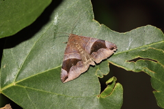 Bastilla joviana