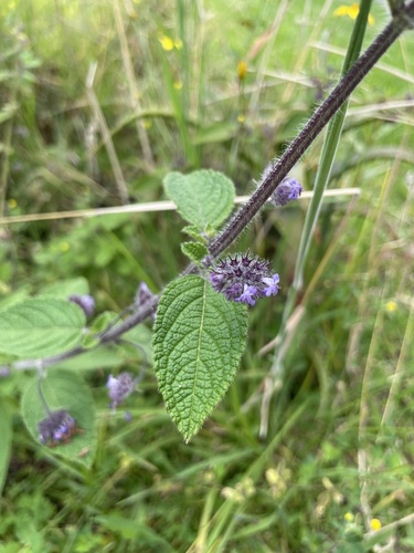 Mesosphaerum eriocephalum