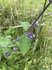 Mesosphaerum eriocephalum