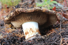 Cortinarius elotoides