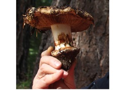 Cortinarius elotoides