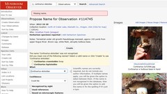 Cortinarius elotoides