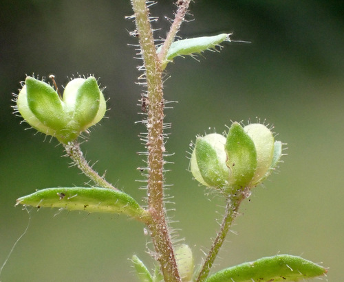 Image of Veronica acinifolia by (c) Thomas Gyselinck, some rights reserved (CC BY)