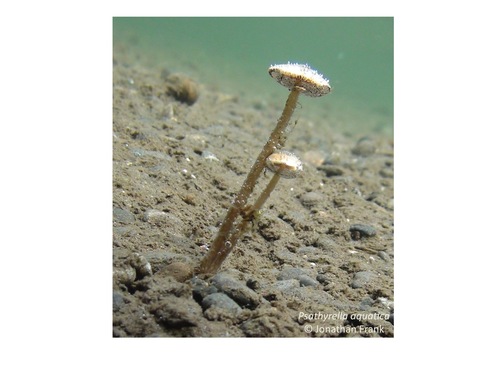 Psathyrella aquatica image