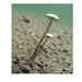 Psathyrella aquatica - Photo (c) Jonathan Frank, some rights reserved (CC BY-NC-ND), uploaded by Jonathan Frank
