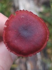 Cortinarius