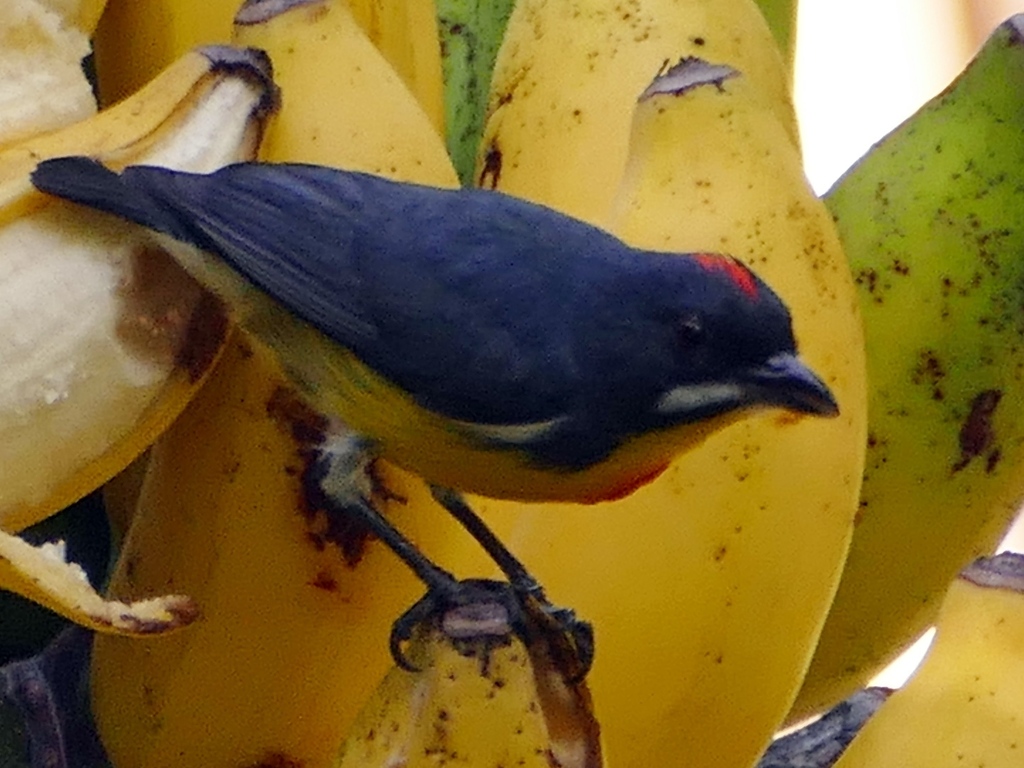 Palawan Flowerpecker