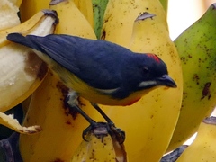 Palawan Flowerpecker photo 1
