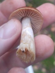 Agaricales