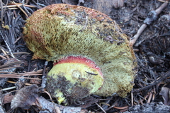 Gastroboletus vividus