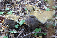 Polyporoletus sublividus