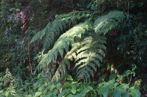 Cyathea bicrenata, 2018-10-31