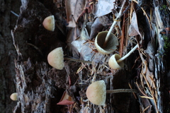 Hypholoma marginatum