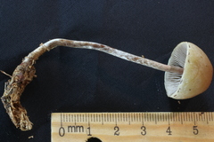 Hypholoma marginatum