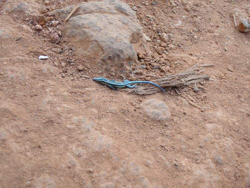 Holaspis laevis