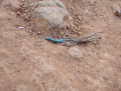 Holaspis laevis