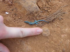 Holaspis laevis