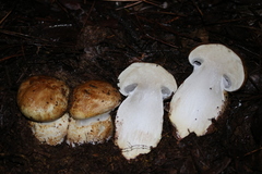 Cortinarius ponderosus