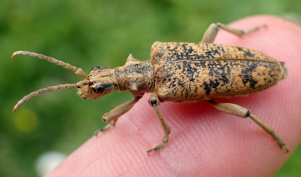 Rhagium sycophanta