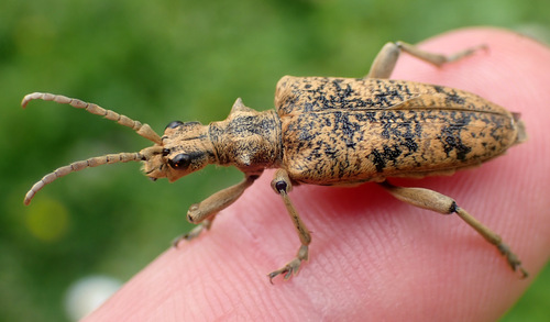 Rhagie délatrice, Rhagie sycophante