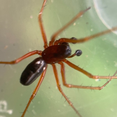 Garden Hammock Spider, Amsterdam Nieuw-West, Amsterdam, Nederland, photo 9 of 10