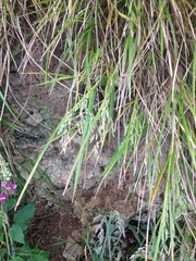 Poa anceps