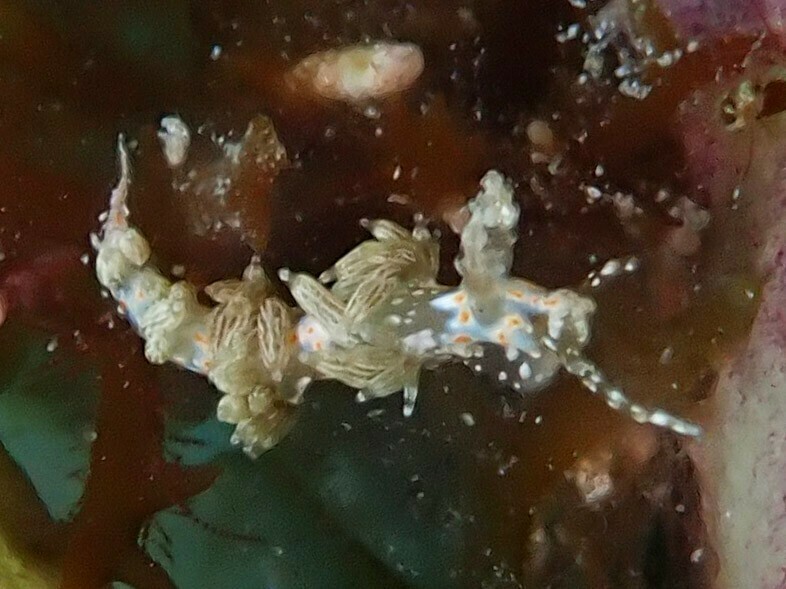 Orange-spotted Nanuca