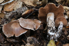 Cortinarius cisqhale