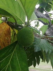 Artocarpus altilis