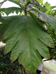 Artocarpus altilis