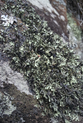Xanthoparmelia furcata