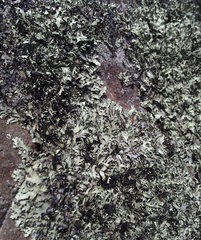 Xanthoparmelia furcata