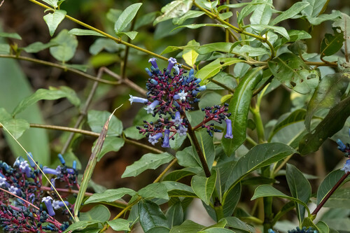 Palicourea amethystina, photograph 6