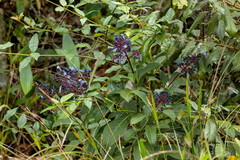 Palicourea amethystina, photograph (c) Thibaud Aronson, some rights reserved (CC BY-SA)
