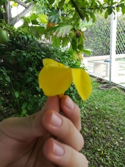 Allamanda cathartica