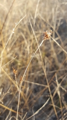 Rhynchospora capitellata