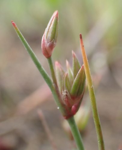 Pigmy rush (Juncus pygmaeus)
