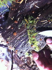 Adelphella babingtonii