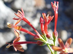 Codonorhiza micrantha