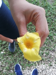 Allamanda cathartica