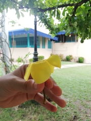 Allamanda cathartica