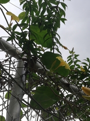 Allamanda cathartica