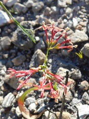 Codonorhiza micrantha