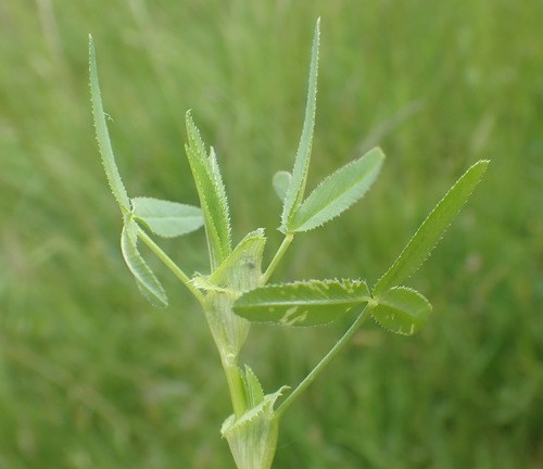 Image of Trifolium strictum by (c) Thomas Gyselinck, some rights reserved (CC BY)