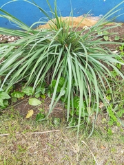 Cymbopogon citratus
