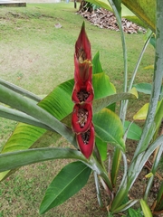 Heliconia caribaea
