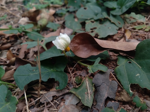 Image of Lycianthes asarifolia by (c) Pablo Cauã da Silva Toledo, some rights reserved (CC BY)