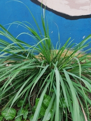 Cymbopogon citratus