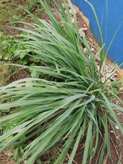 Cymbopogon citratus