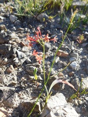 Codonorhiza micrantha